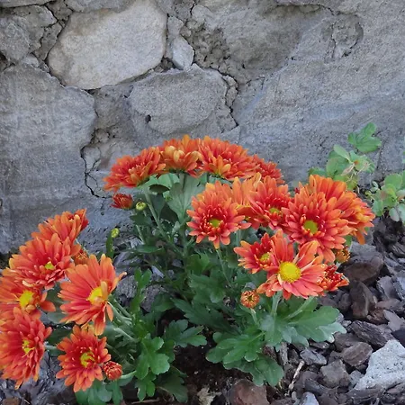 Monte Rosa Apartment