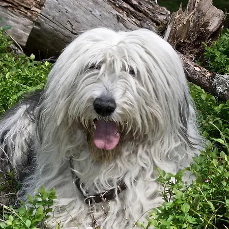 Monte Rosa Apartment *