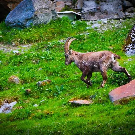 Monte Rosa Apartment *