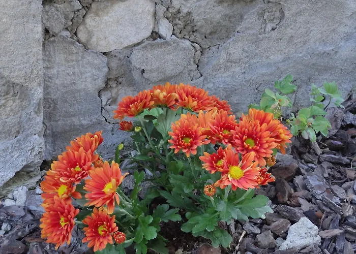 Monte Rosa アパート