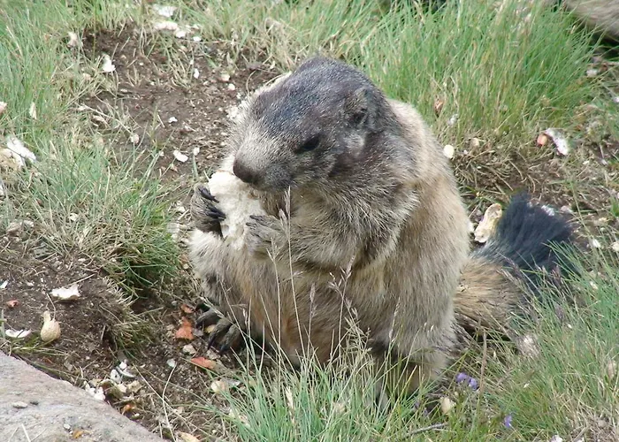 Monte Rosa アパート