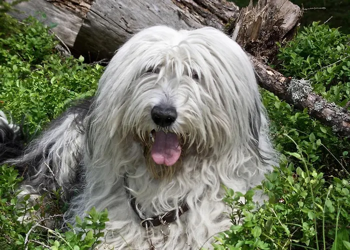 Monte Rosa アパート *