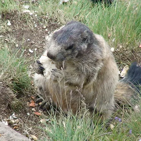 Monte Rosa Appartamento